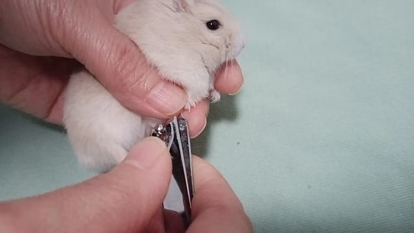 View of Trimming Hamster Nails Safely: A Step-by-Step Guide - Hammypet