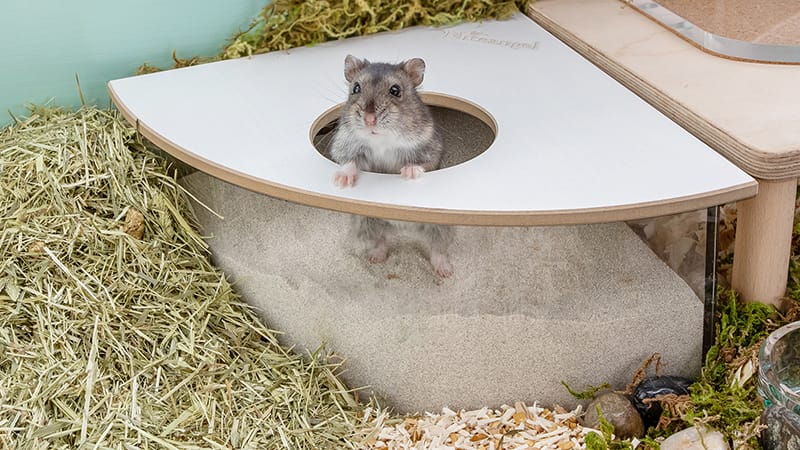 Hamster Positive Reinforcement Training Reference: Hamster Toilet Training Tips And 6 Step Guide To Cleaning