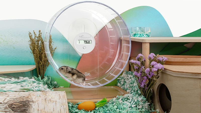 Selecting the Best Hamster Running Wheel: 6 Methods to Consider, Along ...