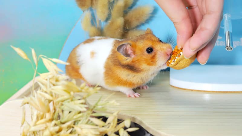 Picture of Top 9 Hamster Toys for Physical and Mental Stimulation: From Running ...