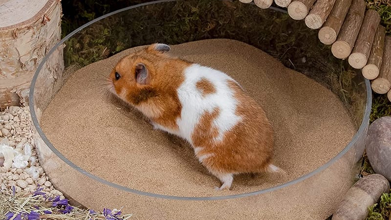Picture of Top 9 Hamster Toys for Physical and Mental Stimulation: From Running ...