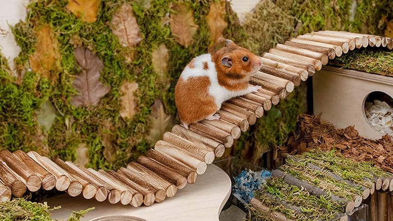 View of Top 9 Hamster Toys for Physical and Mental Stimulation: From Running ...