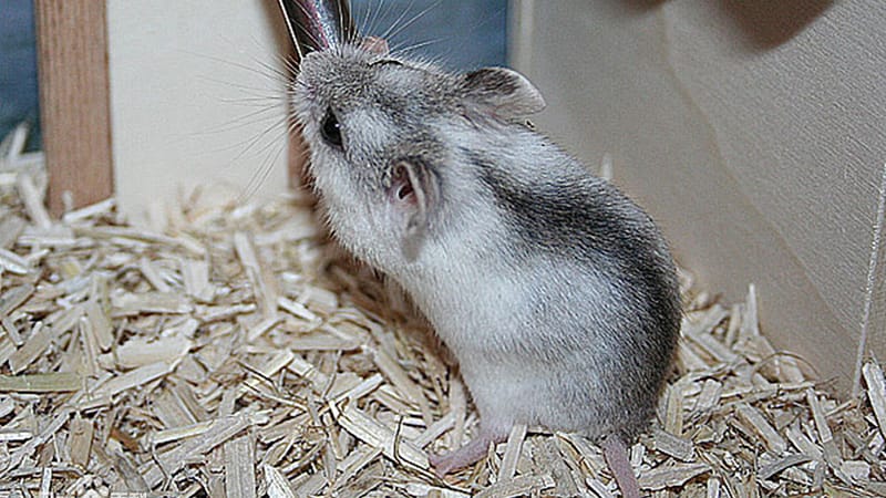 Image showcasing Best 5 Types of Hamsters for Kids: Personality Traits and Care Needs ...