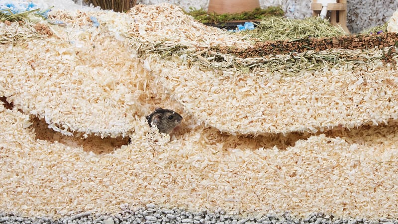 Beautiful view of Hamster Electrocution Prevention Methods