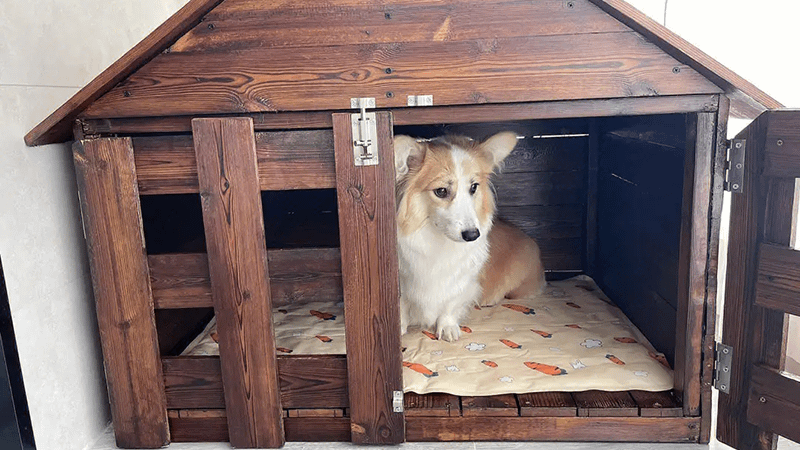 Photo inspiration: Understanding Why Dogs Fear Loud Noises And How To Help Photo Inspiration