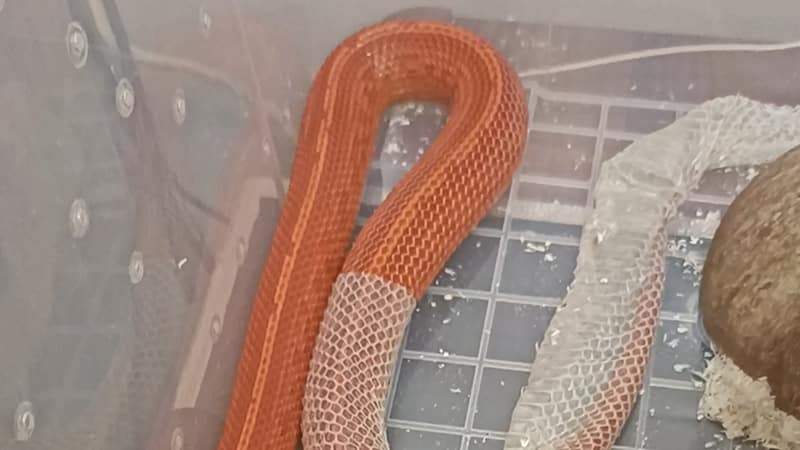 Thumbnail for Importance Of Regular Feeding Of Pet Snakes For Shedding