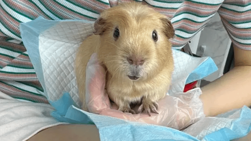 Curated visual reference: Gallery Detail: 8 Tips To Hold A Guinea Pig Correctly