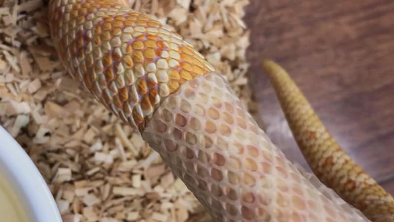 A closer look at Corn Snake Diet In Captivity