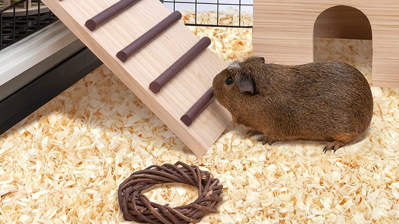 Must-Have Essentials Before Getting a Pet Guinea Pig: A Comprehensive ...