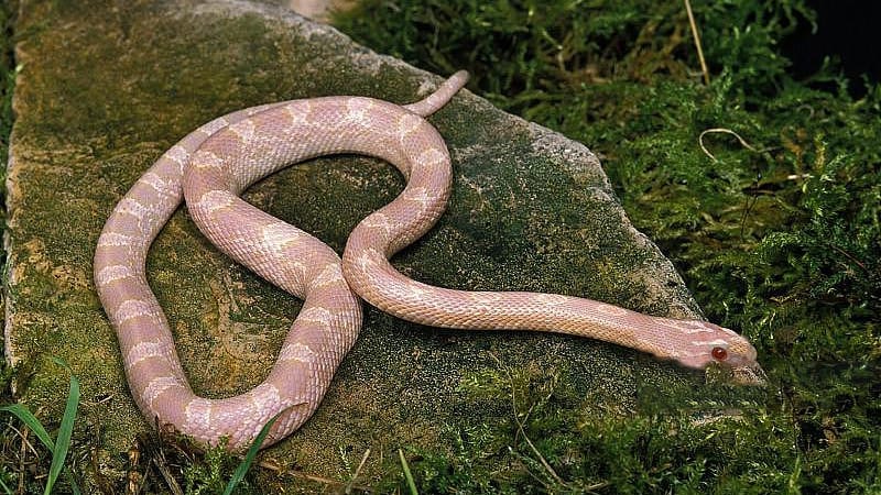 How Often Should A Corn Snake Shed