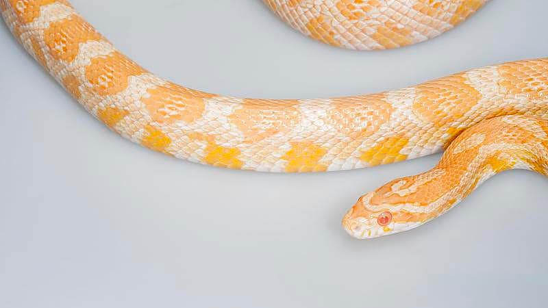 How Often Do Corn Snakes Shed? A Comprehensive Guide - Hammypet