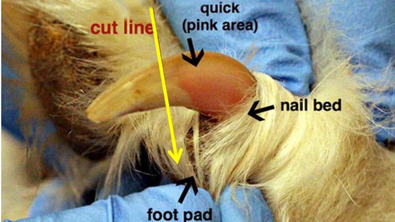 Ultimate Guide to Canine Nail Care: Preventing & Managing Dog Nail ...