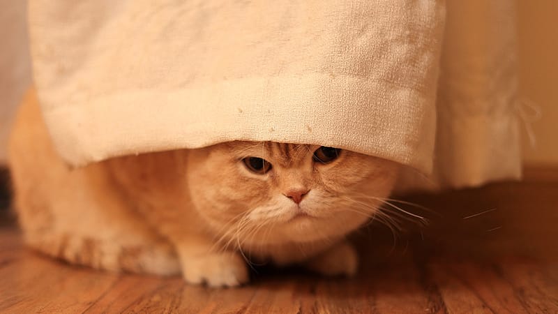 Do Cats Apologize? 7 Clear Signs Your Cat Is Saying Sorry (With Tips on ...