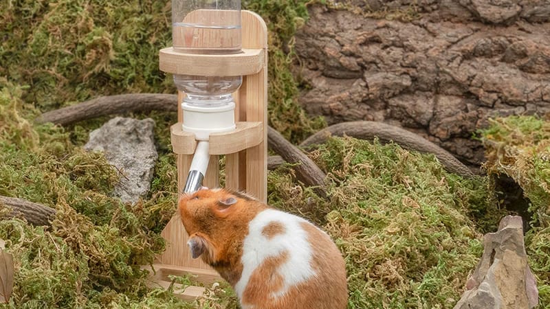 Photo inspiration: Picture Idea: Understanding Hamster Aging Signals And 7 Key Tips For Caring
