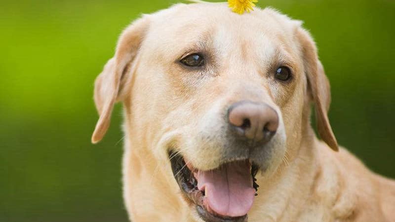 Photo inspiration: Picture Idea: Understanding Why Dogs Fear Loud Noises And How To Help
