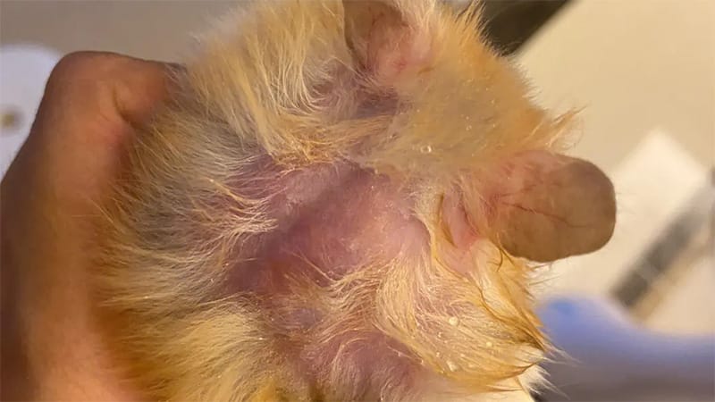 Why Is My Hamster Losing Hair? 5 Common Causes and Solutions - Hammypet - Hamster Losing Hair Around Ears