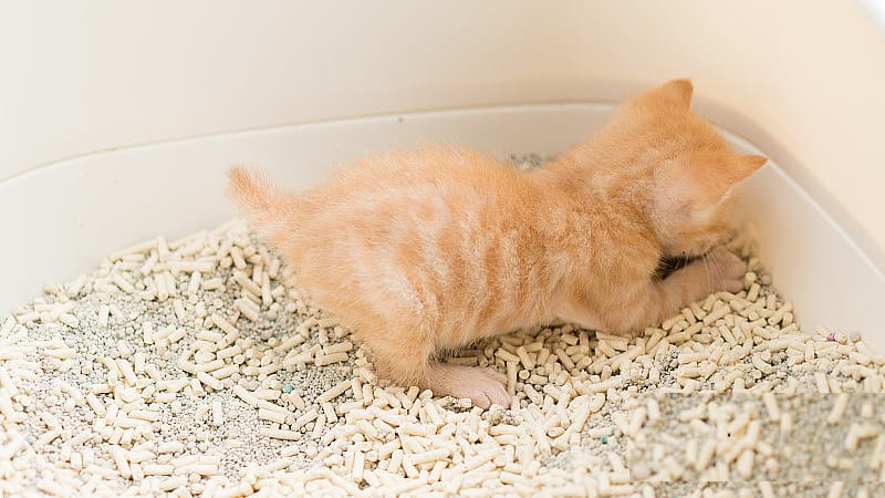 Why Does My Cat Play in the Litter Box? 5 Reasons Behind This Behavior