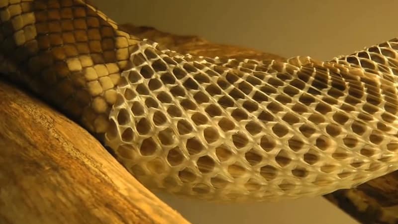 Gallery Detail: Understanding Shedding In Pet Snakes A Comprehensive Guide