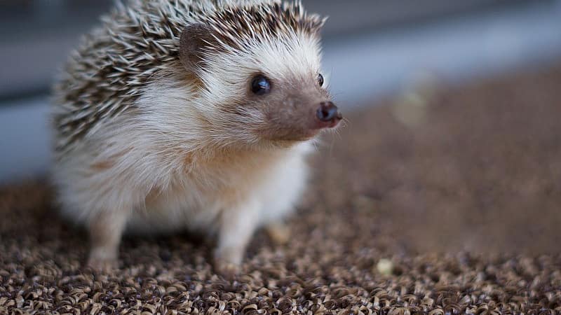 Why Do Hedgehogs Burrow? Unveiling 5 Intriguing Reasons - Hammypet