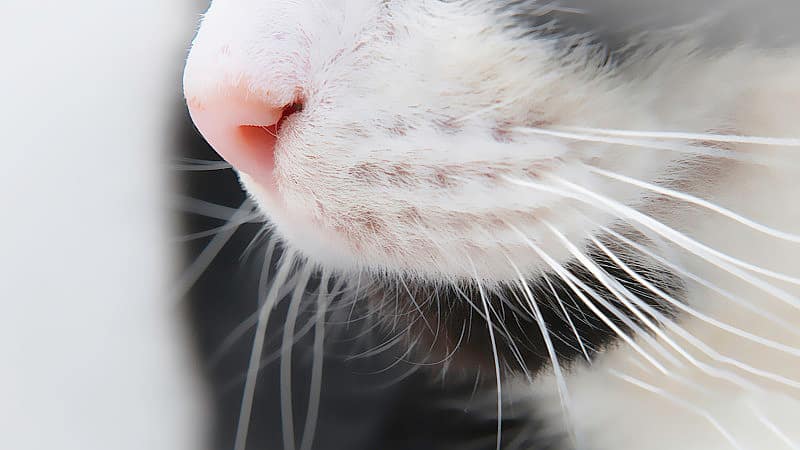 Image showcasing Why Are My Cat's Whiskers So Long? Unraveling the Functions and Facts ...