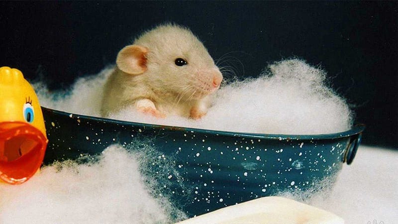 Understanding Hamster Grooming: Why Bathing is Risky and Unnecessary ...