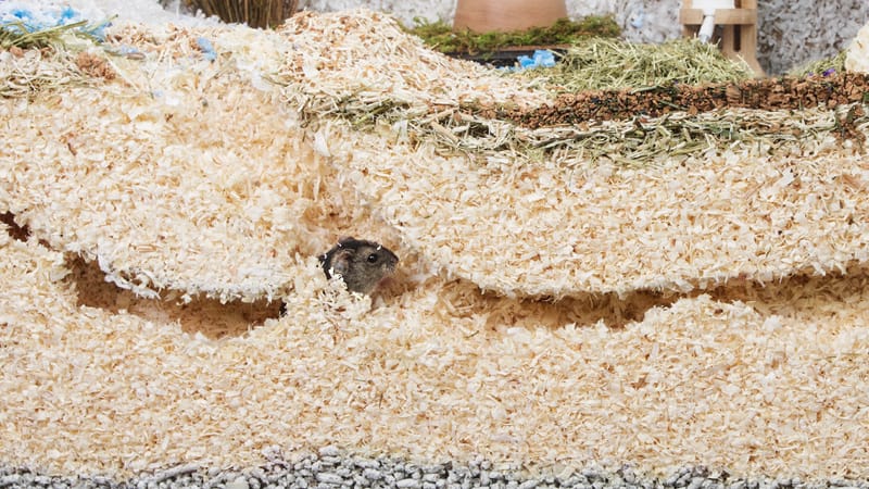 Image showcasing Why Do Hamster Habitats Get Booklice? Causes and Solutions - Hammypet
