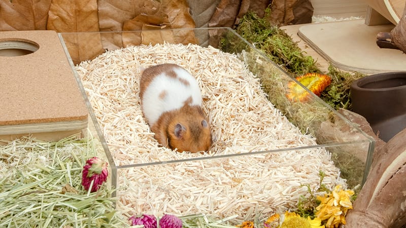 Image showcasing Hamster Cage 101: A Guide to Choosing the Right Hamster Cage and ...