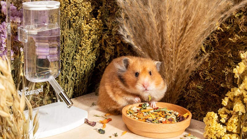 Stunning Hamster Protein Imbalance image